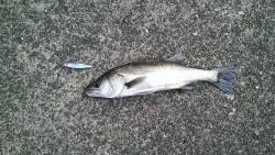 岸壁ジギング初釣果